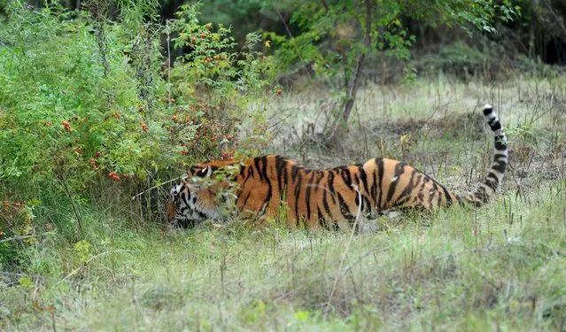 In this September 1, 2013 file photo, a Siberian tiger prowls at the Federal Center for rehabilitation of rare species of animals in the village of Alexeyevka in the Russian Far East during Russian President Vladimir Putin's visit. A rare Siberian tiger released into the wild by Russian President Vladimir Putin is keeping farmers in northeastern China on edge. (Photo by Alexei Nikolsky/AP Photo/RIA Novosti/Presidential Press Service)