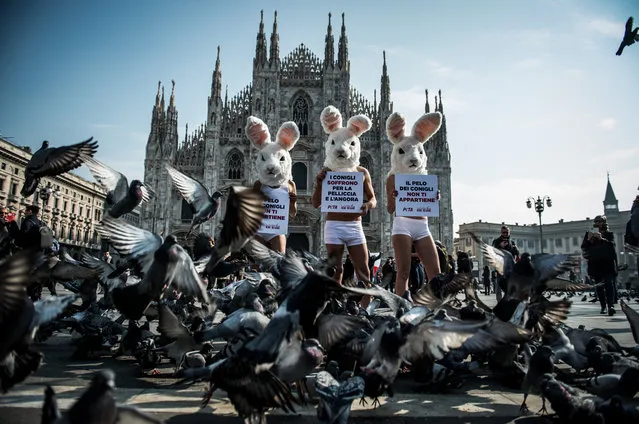 Activists from PETA (People for the Ethical Treatment of Animals) protest against the use of rabbit fur in the fashion industry durind the Milan Fashion Week in Milan, Italy on February 21, 2018. (Photo by Nicola Marfisi/Rex Features/Shutterstock)