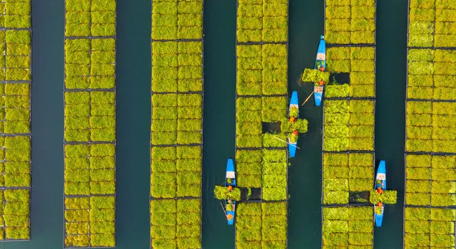 Aerial view of farmers harvesting cress by ship at an ecological floating island on February 17, 2023 in Chun'an County, Hangzhou City, Zhejiang Province of China. (Photo by VCG/VCG via Getty Images)