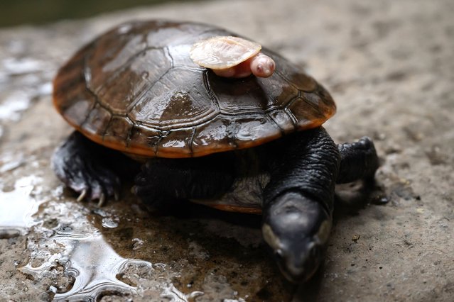 A baby albino red-bellied turtle is placed on the back of an adult, in an enclosure at the Ferme aux Crocodiles, in Pierrelatte on January 28, 2025. The birth of an albino individual of this aquatic species native to Australia and New Guinea is an extremely rare phenomenon. (Photo by Jean-Philippe Ksiazek/AFP Photo)