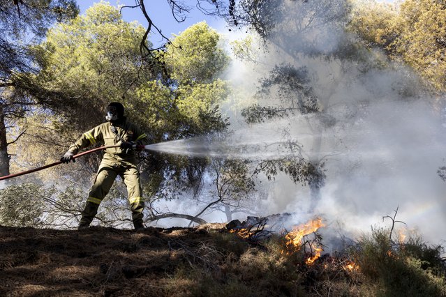 A firefighter struggles to extinguish a forest fire at Keratea area, southeast of Athens, Greece, Sunday, June 30, 2024. Two large wildfires were burning Sunday near Greece's capital of Athens, and authorities sent emergency messages for some residents to evacuate and others to stay at home and close their windows to protect themselves from smoke. (Photo by Yorgos Karahalis/AP Photo)
