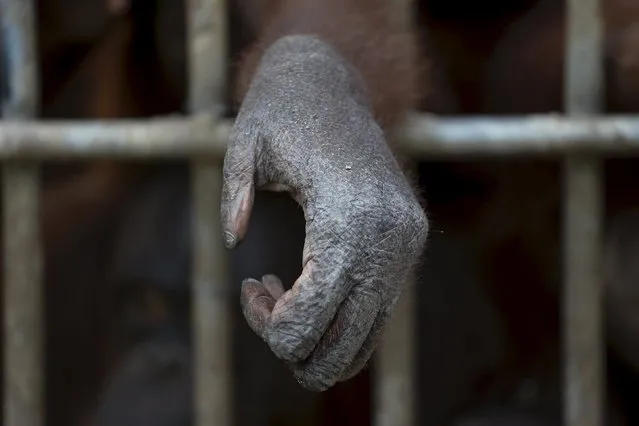 A hand of orangutan in a cage is pictured at Kao Pratubchang Conservation Centre in Ratchaburi, Thailand, November 11, 2015. (Photo by Athit Perawongmetha/Reuters)