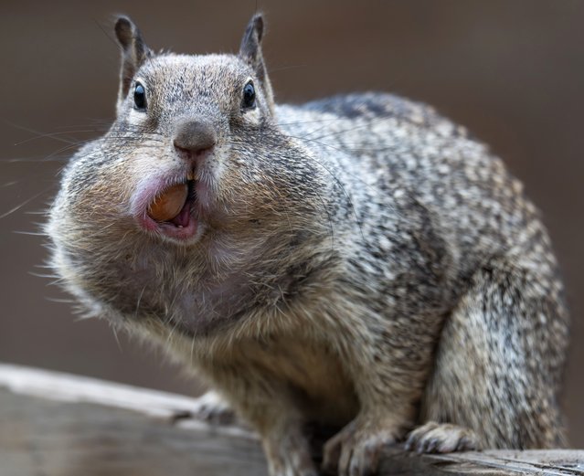 A California ground squirrel (Otospermophilus beecheyi) stuffs its cheek pouches with hazelnuts gathered from a farmer's harvest on a ranch near Elkton in rural southwestern Oregon on October 10, 2025. The species is known for its expandable cheek pouches, which allow it to transport food back to its burrow for storage. (Photo by Robin Loznak/ZUMA Press Wire/Rex Features/Shutterstock)