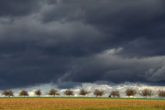 Dark clouds move over a row of nearly bare fruit trees in Calden, near Kassel, in Germany, 09 November 2015. (Photo by Uwe Zucchi/EPA)