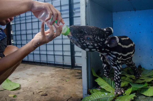 A three-month-old Malayan tapir (Tapirus Indicus) drinks milk at a temporary shelter run by the Nature Conservation Agency (BBKSDA) in Pekanbaru, Riau province, Indonesia on March 26, 2023. (Photo by Wahyudi/AFP Photo)