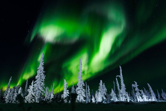 Northern lights are seen in the sky over trees along the Inuvik-Tuktoyaktuk Highway, north of Inuvik, Northwest Territories, on February 28, 2025. (Photo by Cole Burston/AFP Photo)