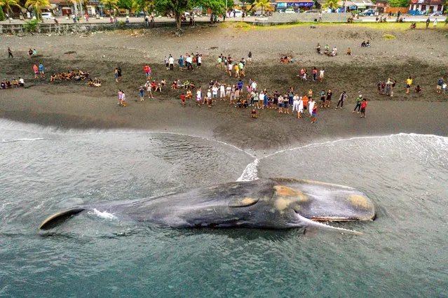 This aerial picture shows villagers looking at a dead sperm whale (Physeter Macrocephalus) that stranded at Yeh Malet beach, in Klungkung, on April 5, 2023. (Photo by Dicky Bisinglasi/AFP Photo)