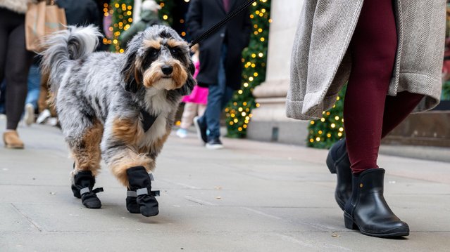 A dog wrapped up for cold weather on Oxford Street in London on November 25, 2025 during Black Friday week on the eve of the Budget to be presented by Rachel Reeves, Chancellor of the Exchequer, to MPs in the Houses of Parliament. (Photo by Stephen Chung/ Alamy Live News)