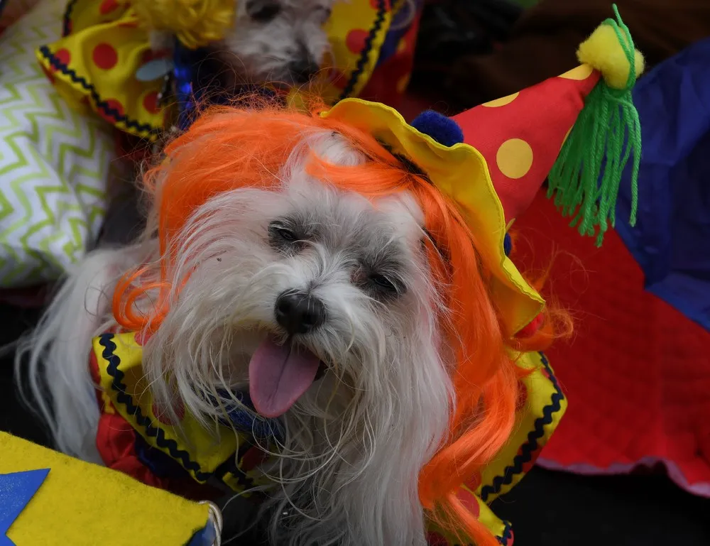 Haute Dog Howl'oween Parade