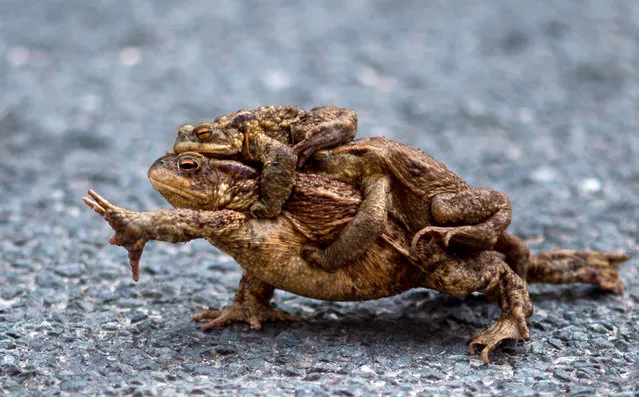 A picture taken on April 10, 2018 in the German village of Altenbrak shows a common toad carrying two males on its back on the side of a road nearby a pond. (Photo by Klaus- Dietmar Gabbert/AFP Photo/DPA)