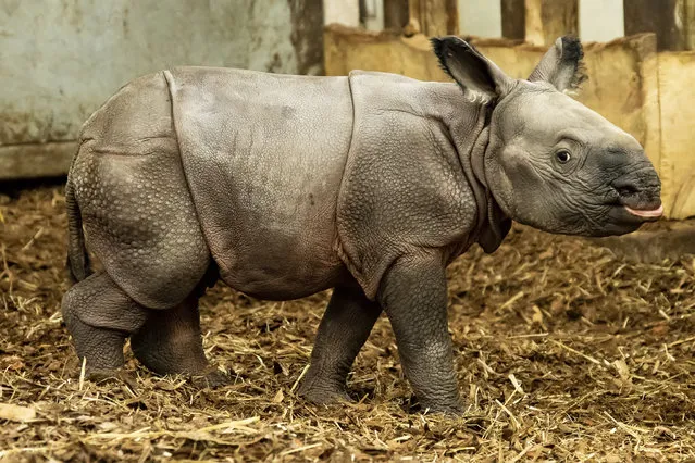 An endangered Indian rhinoceros cub stand in its enclosure in the Zoo in Wroclaw, Poland, Sunday, January 10, 2021. (Photo by Zoo Wroclaw via AP Photo)