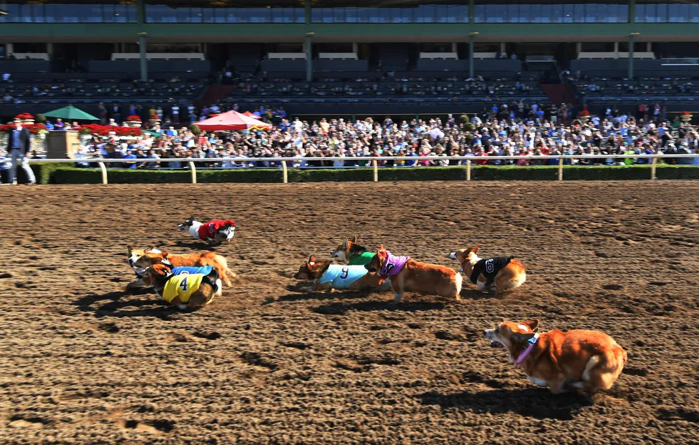 Corgi Dog Races
