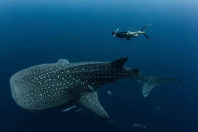 A whale shark swims alongside a snorkeller in Cenderawasih Bay, Indonesia in August 2025. Four in five individuals of the world’s largest fish species spotted at the marine tourism hotspot had human-caused scars, new research reveals. (Photo by M.V. Erdmann/South West News Service)