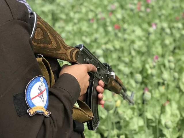 An armed police stands guard as Taliban's anti-narcotics police destroy poppy fields on the outskirts of Mazar-e-Sharif, Balkh province, Afghanistan 01 May 2023. The Islamic Emirate's Supreme Leader, Mawlawi Hebatullah Akhundzada, on 02 April 2023 has imposed a strict ban on the cultivation, use, and trafficking of all illicit drugs, Taliban spokesman Zabiullah Mujahid said. This came after the Anti-Narcotics Management Forces of the Balkh Province Police Command reported that in the past year, 2,200 acres of land have been cleared of poppy and hashish cultivation. The ban is expected to reduce the land used to produce drugs in the area. (Photo by EPA/EFE/Stringer)
