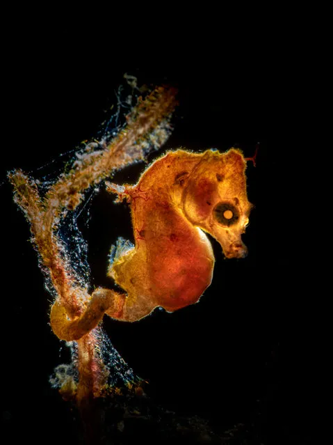 Macro category winner. Pontohi Pigmy Seahorse by Galice Hoarau (Norway), taken in Siladen Back, Indonesia. (Photo by Galice Hoarau/Underwater Photographer of the Year 2021)