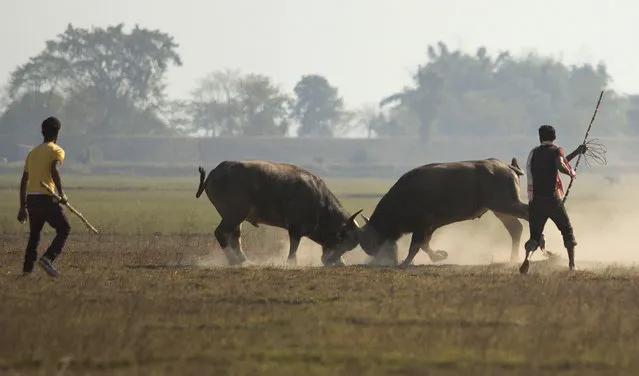 Owners watch their buffalos lock horns during a buffalo fight in Ahatguri, in the northeastern Indian state of Assam, Friday, January 16, 2015. Despite a Supreme Court ban on animal fights, villagers organized the buffalo fight as part of festivities to celebrate the Annual Magh Bihu, a harvest festival. (Photo by Anupam Nath/AP Photo)