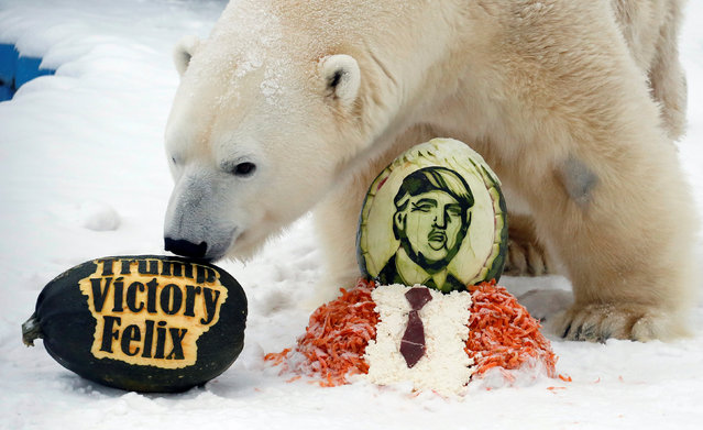 Felix, a 10-year-old male polar bear, inspects a pumpkin, a watermelon with an image depicting Donald Trump, vegetables mixed with meat and fish – the gained treats for predicting the winner of U.S. presidential election at the Royev Ruchey zoo in Krasnoyarsk, Russia, November 10, 2016. (Photo by Ilya Naymushin/Reuters)