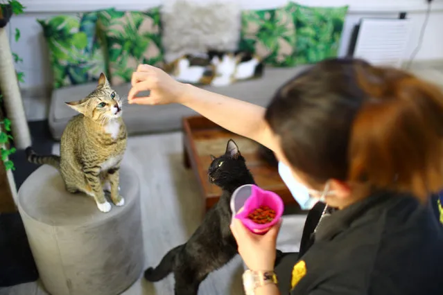 A worker feeds a cat at the Ailuromania Cat Cafe, which offers therapy to human and adoption to cats in Dubai, United Arab Emirates on February 24, 2021. (Photo by Ahmed Jadallah/Reuters)