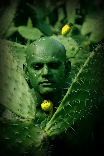 “Cactus”. (Photo by Johannes Stötter)