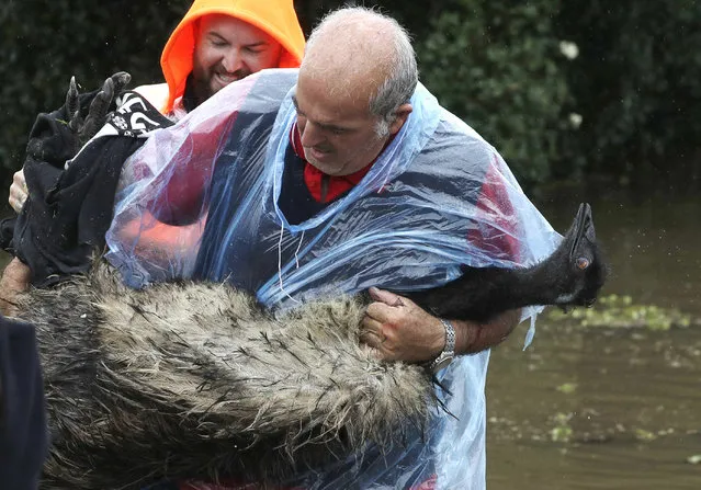 Paul Zammit carries his pet emu, Gookie, after rescuing her from floodwater in Windsor, northwest of Sydney, New South Wales, Australia, Tuesday, March 23, 2021. (Photo by Rick Rycroft/AP Photo)