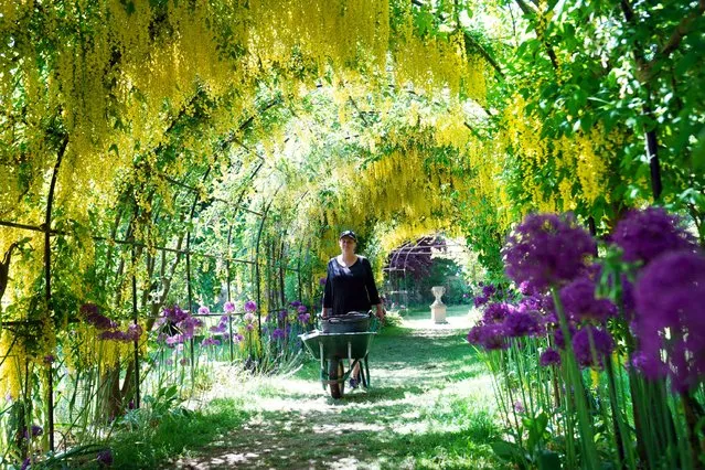 Gardener Nicola Bentham, tends to the laburnum arch in the grounds of the National Trust's Seaton Delaval Hall in Northumberland, United Kingdom on Saturday, June 3, 2023. (Photo by Owen Humphreys/PA Images via Getty Images)