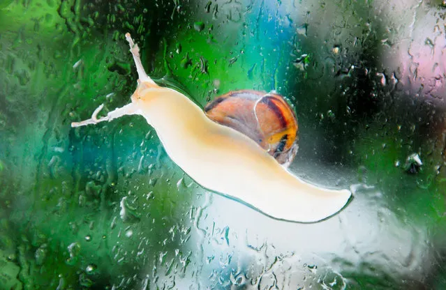 A snail slithers up a rain spattered window during stormy weather on the Isle of Portland, Fortuneswell, England on July 29, 2018. (Photo by Stuart Fretwell/Rex Features/Shutterstock)