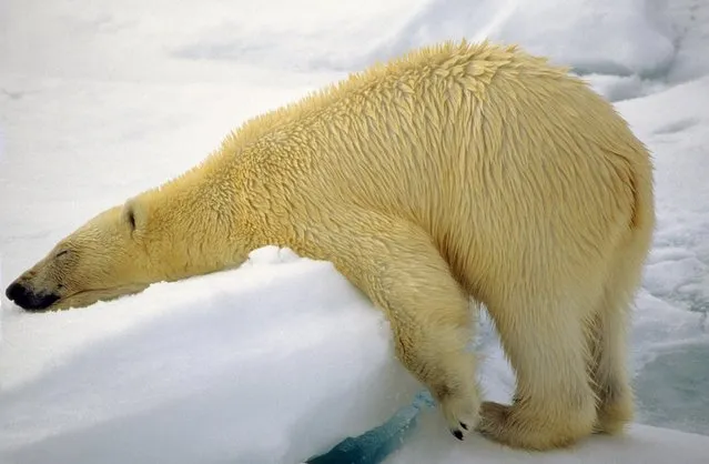 A polar bear sleeps on some ice, September 2018. (Photo by Denise Dupras/Barcroft Images/Comedy Wildlife Photography Awards)