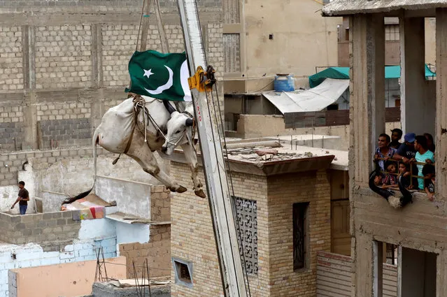 Residents look at a sacrificial cow, as it is descended from a rooftop with the help of a crane, ahead of Eid al-Adha festival in Karachi, Pakistan on August 12, 2018. (Photo by Akhtar Soomro/Reuters)