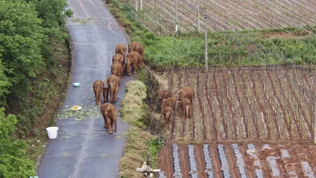 In this photo taken June 4, 2021 and released by Yunnan Forest Fire Brigade, a migrating herd of elephants roam through farmlands of Shuanghe Township, Jinning District of Kunming city in southwestern China's Yunnan Province. Already famous at home, China's wandering elephants are now becoming international stars. Major global media, including satellite news stations, news papers and wire services are chronicling the herd's more-than year-long, 500 kilometer (300 mile) trek from their home in a wildlife reserve in mountainous southwest Yunnan province to the outskirts of the provincial capital of Kunming. (Photo by Yunnan Forest Fire Brigade via AP Photo)
