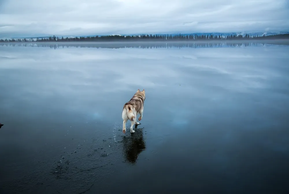 Husky Walk on Water while Crossing Russian Lake