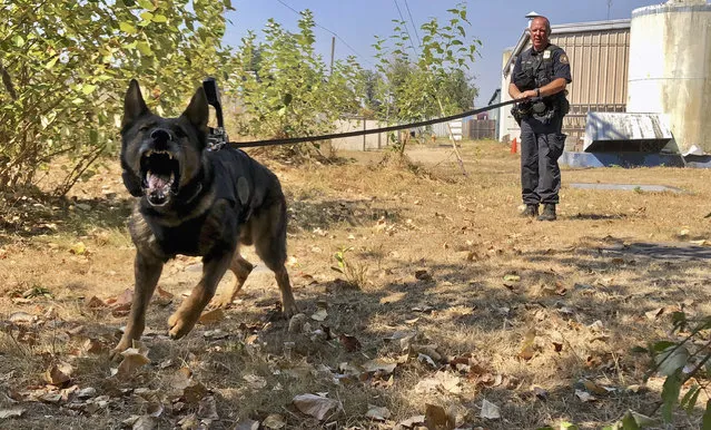 In this September 6, 2018, photo, Portland Police K-9 Officer Shawn Gore gives commands to police dog Jasko, in Portland, Ore. Jasko is wearing a new canine body camera on his back that Gore is testing out for the Portland Police Bureau, which currently outfits 10 dogs with body-worn cameras. The devices generally attach to dogs’ backs on a vest and transmit video to a handler watching from a screen, possibly on their wrist or around their necks, so officers can better assess what they are up against in a situation. (Photo by Gillian Flaccus/AP Photo)