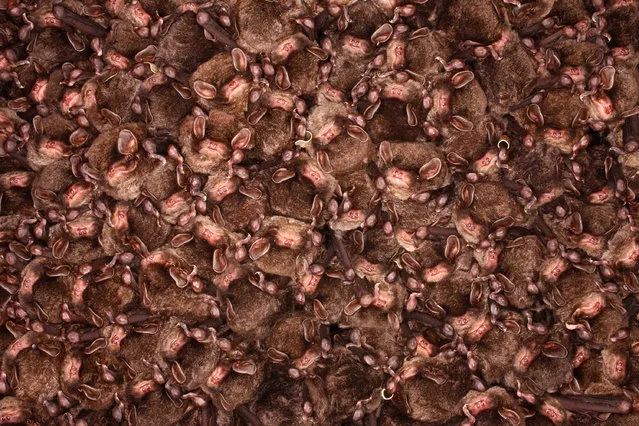 Thousands of bats group together during hibernation in an artificial cave on Shikoku Island taken in January, 2016 in Kochi, Japan. The incredible images, taken by university researcher Kei Nomiyama, show a colony of eastern bent-winged bats hibernating in a man-made cave. Also known as Little Japanese Horseshoe Bats, for several years the complete disappearance of the animals during the winter season baffled researchers as environmentalists could not locate their winter hideout. After much research, this massive colony of around 4,000 bats were found hiding in the mountain on Shikoku Island – the smallest of the four main islands of Japan. (Photo by Kei Nomiyama/Barcroft Images)