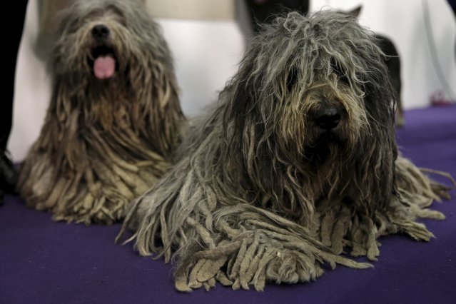 Bergamascos, one of the seven new breeds being judged at the 2016 Westminster Kennel Club Dog Show sit together before judging in the Manhattan borough of New York City, February 15, 2016. (Photo by Mike Segar/Reuters)