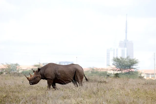 The Nairobi skyline is seen in the background as a black rhino walks through the Nairobi National Park, near Nairobi, Kenya, November 21, 2018. (Photo by Baz Ratner/Reuters)