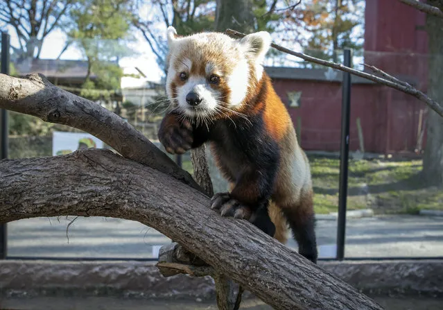 This November 22, 2016, photo provided by the Elmwood Park Zoo shows a red panda named Shredder at the zoo in Norristown, Pa. The suburban Philadelphia zoo says the 2-year-old male died Wednesday, Jan. 4, 2017, and a necropsy found signs of heart disease. The species is listed as endangered, with fewer than 10,000 red pandas living in the wild. (Photo by Betsy Manning/Elmwood Park Zoo via AP Photo)