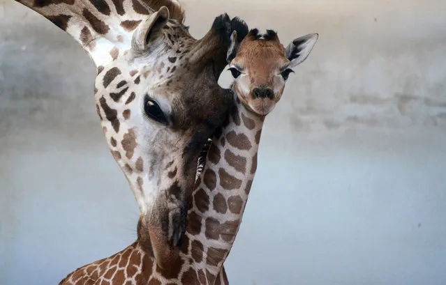 Five-day-old baby Rotschild giraffe is seen with her mother at the zoo in Prague, on January 29, 2019. (Photo by Michal Cizek/AFP Photo)