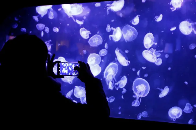 A visitor takes pictures of jellyfish in a new aquarium display dedicated to 45 different delicate species at the Paris Aquarium, France, January 16, 2019. (Photo by Charles Platiau/Reuters)