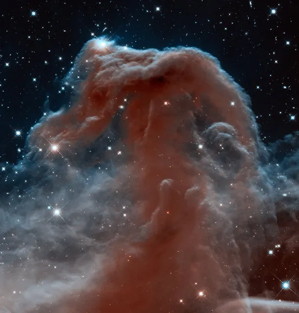 This image made by the NASA/ESA Hubble Space Telescope shows Barnard 33, the Horsehead Nebula, in the constellation of Orion (The Hunter). This image shows the region in infrared light, which has longer wavelengths than visible light and can pierce through the dusty material that usually obscures the nebula's inner regions in visible light. (Photo by NASA/ESA/ Hubble Heritage Team (AURA/STScI) via AP Photo)