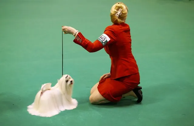 A handler shows a Maltese during the first day of the Crufts Dog Show in Birmingham, Britain March 10, 2016. (Photo by Darren Staples/Reuters)
