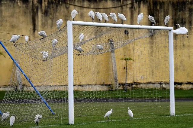 A picture taken in Libreville on January 31, 2017 shows egrets standing on the goal prior a training session during the 2017 Africa Cup of Nations football tournament in Gabon. (Photo by Gabriel Bouys/AFP Photo)