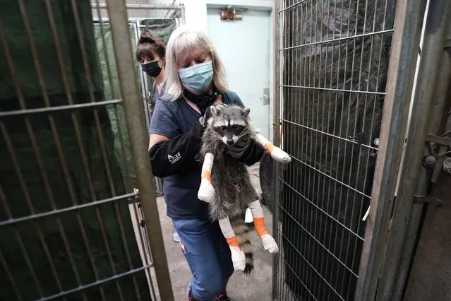 Sallysue Stein, founder and acting executive director of the Gold Country Wildlife Rescue returns a raccoon back to a cage after being treated for burns on her paws, at the facility in Auburn, Calif., Saturday, October 2, 2021. The Gold country is one of the rescue groups that have been treating wild animals injured in recent wildfires that has plagued California. (Photo by Rich Pedroncelli/AP Photo)