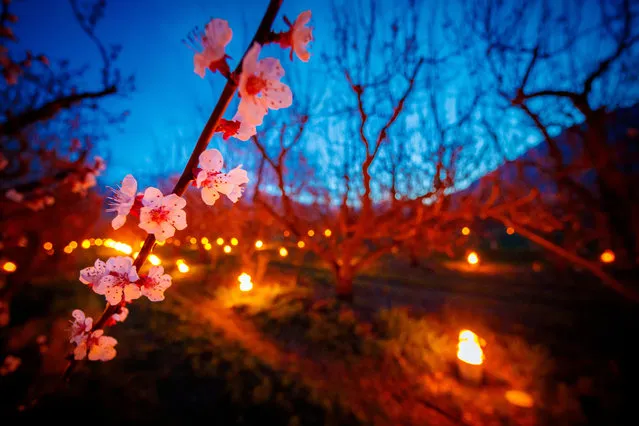 Anti-frost candles burn in apricot plantations to protect flowering buds and blossoms from frost in the midst of the Swiss Alps, in Saxon, Canton of Valais, Switzerland, 05 April 2019. With an unusually low temperature forecast for the season, fruit growers try to protect their buds from frost damage with two different means, icy water or large candles. (Photo by Valentin Flauraud/EPA/EFE)
