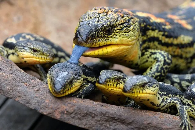 A Blotched Blue-Tongue lizard licks one of its offspring out of seven as they are displayed for the first time at the Wild Life Sydney Zoo on February 18, 2014. The Blotched Blue-Tongue lizards which were born at the Wild Life Zoo were released into their new exhibit for the first time. (Photo by Saeed Khan/AFP Photo)