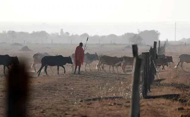 A Samburu tribesman and cattle herder looks on as cows walk through a fence destroyed by other Samburu tribesmen in Mugui conservancy, Kenya February 11, 2017. (Photo by Goran Tomasevic/Reuters)