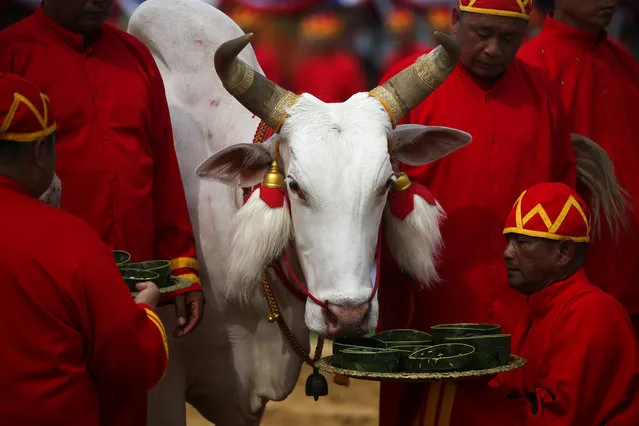 Thai officials dressed in traditional costumes feed oxen during the annual royal ploughing ceremony during the annual royal ploughing ceremony in central Bangkok, Thailand, May 9, 2019. (Photo by Athit Perawongmetha/Reuters)