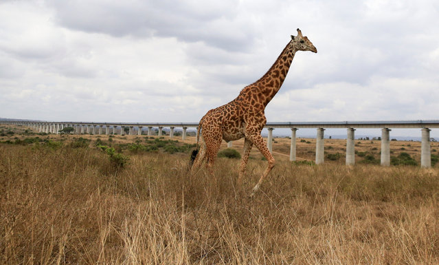 A giraffe walks near an elevated railway line that allows movement of animals below the Standard Gauge Railway (SGR) line linking Nairobi and Naivasha, inside the Nairobi National Park, in Nairobi, Kenya on October 19, 2021. (Photo by Thomas Mukoya/Reuters)