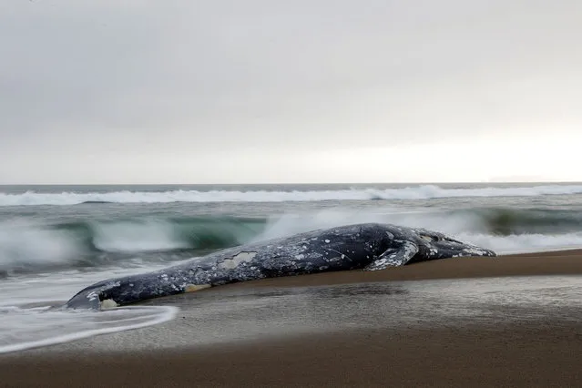 Waves crash on the carcass of a dead gray whale on Limantour Beach at Point Reyes National Seashore in Point Reyes Station, north of San Francisco, California, U.S., May 23, 2019. (Photo by Stephen Lam/Reuters)