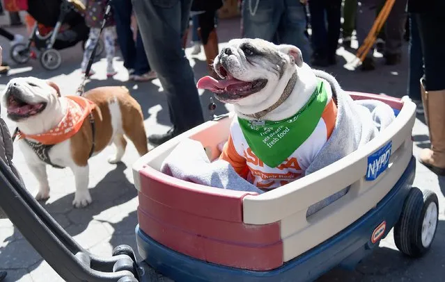 A dog participates in the ASPCA NYC Paws Parade celebrating the 150th anniversary of the ASPCA on April 10, 2016 in New York City. (Photo by Jamie McCarthy/Getty Images)