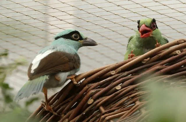 Baby Javanese green magpie, left, and an adult magpie, right, sit on a basket at their enclosure in Prague, Czech Republic, Thursday, April 21, 2016. The Javanese green magpie ranks among the most endangered bird species in the world, there are estimated to be between 100 and 250 of them. (Photo by Petr David Josek/AP Photo)