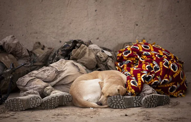 U.S. Marine Cpl. Sharadan Reetz (left), 21, from Indianola, Iowa, and Lance Cpl. Jarrett Hatley, 21, from Millingport, N.C., an assaultman and a dog handler with 3rd Platoon, Lima Company, 3rd Battalion, 3rd Marine Regiment, rest next to Blue, an improvised explosive device detection dog, after clearing compounds with Afghan National Army soldiers during Operation Winter Offensive here, Jan. 4, 2012. (Photo by Cpl. Reece Lodder/U.S. Marine Corps)